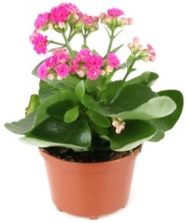 Alergia la Kalanchoe