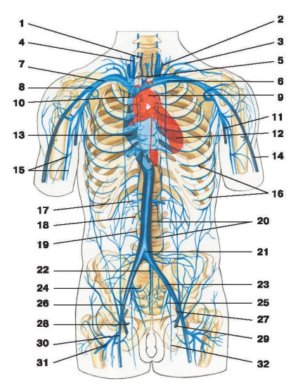 Aorta - o (artera carotidă comună) Aorta - o