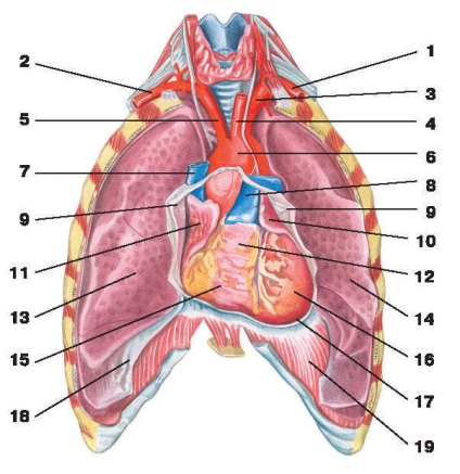 Aorta - o (artera carotidă comună) Aorta - o