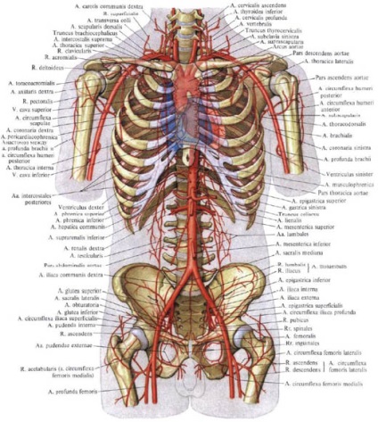 Aorta - o