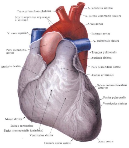 Aorta - o (artera carotidă comună) Aorta - o
