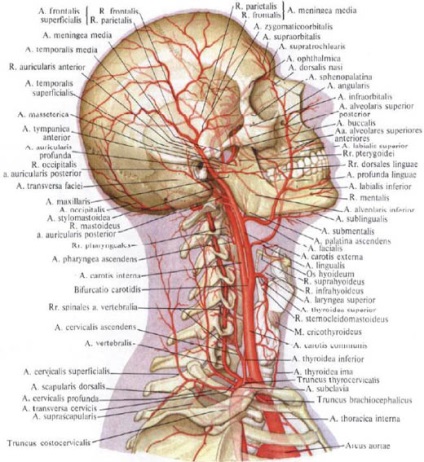 Aorta - o (artera carotidă comună stângă) Aorta - o