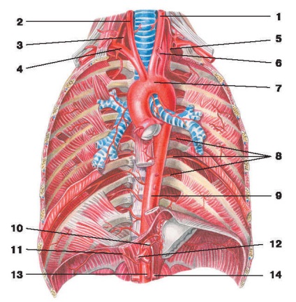 Aorta - ea (aorta) Aorta - o