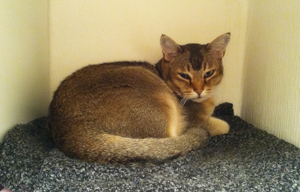 Cat Asiatic (Asian Cat) Cat din Asia