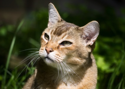 Cat Asian (tabby) Cat din Asia