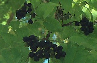 Amur descriere plută copac, boabe, fructe și proprietăți medicinale și utilizări ale fotografiei (fructe) Amur descriere copac plută, fructe de pădure, fructe și proprietăți medicinale cu fotografii și utilizări