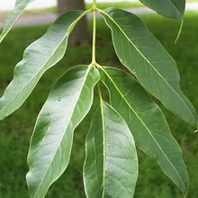 Amur descriere copac plută, boabe, fructe și proprietăți medicinale cu fotografii și variații de aplicare (catifea) Amur descriere copac plută, fructe de pădure, fructe și proprietăți medicinale cu fotografii și utilizări