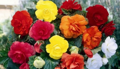 Begonia (Begonia) (Este posibil să se pună alături de) Begonia (Begonia)