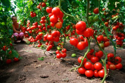 Plan de afaceri pentru cultivarea tomatelor în seră, grădinar (în creștere) Plan de afaceri pentru cultivarea tomatelor în seră, grădinar