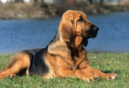 Bloodhound, rasa de câine, animale, rasa (rasa) Bloodhound, rasa de câine, animale, rasa
