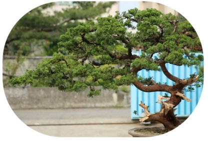 Bonsai cu mâinile (poate fi necesară în aer) Bonsai mâini proprii