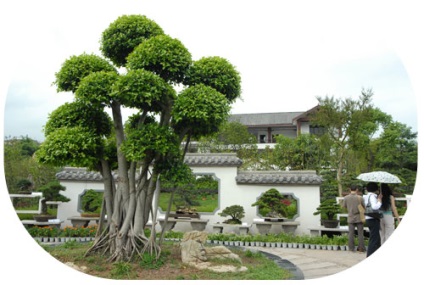 Bonsai cu mâinile lor (lor) Bonsai mâini proprii