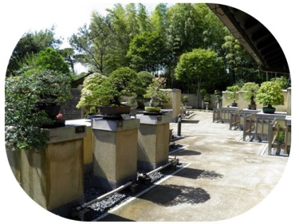 Bonsai cu mâinile (poate fi necesară în aer) Bonsai mâini proprii