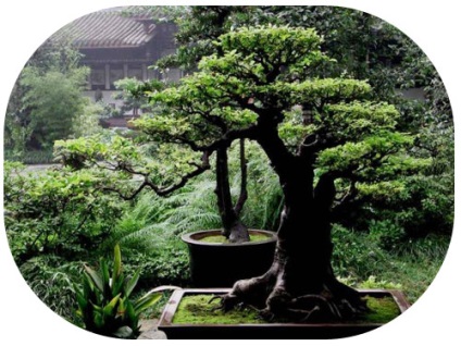 Bonsai cu mâinile (poate fi necesară în aer) Bonsai mâini proprii