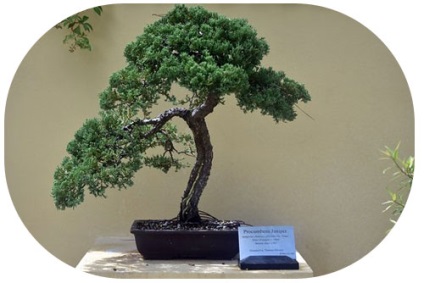 Bonsai cu mâinile (poate fi necesară în aer) Bonsai mâini proprii