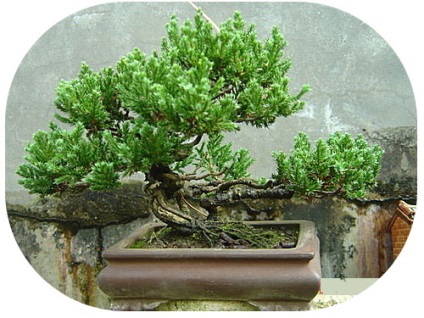 Bonsai cu mâinile (bonsai) Bonsai mâini proprii