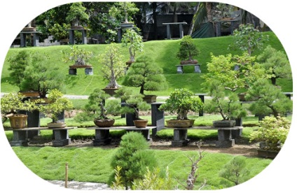 Bonsai cu mâinile (poate fi necesară în aer) Bonsai mâini proprii