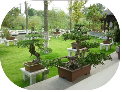 Bonsai cu mâinile (balcoanele apartament urban) Bonsai mâini proprii