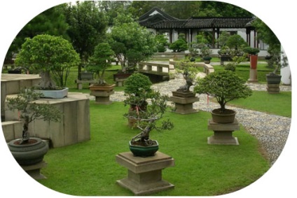 Bonsai cu mâinile (poate fi necesară în aer) Bonsai mâini proprii