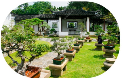 Bonsai cu mâinile (balcoanele apartament urban) Bonsai mâini proprii