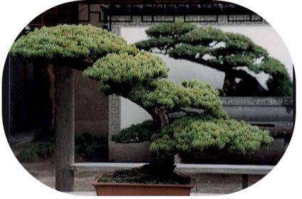 Bonsai cu mâinile (balcoanele apartament urban) Bonsai mâini proprii