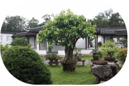Bonsai cu mâinile (balcoanele apartament urban) Bonsai mâini proprii