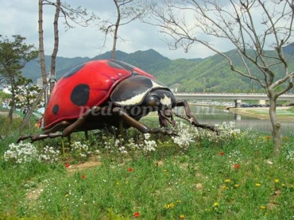 Ladybird (buburuza) Ladybird