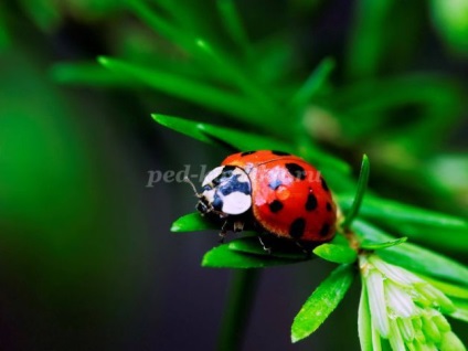 Ladybird (vaca) Ladybird