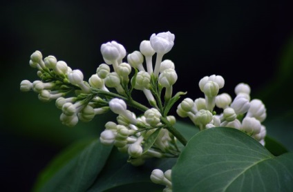 Proprietatile terapeutice ale lilacs (proprietăți) Proprietățile curative ale liliac