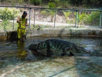 Omul și animalul (Ferma de crocodili Tailanda ...) Omul și prădător