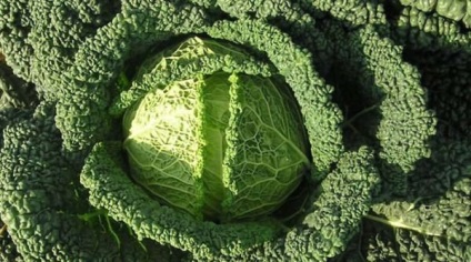 Cât de util varză creață (varză) varză creață Cât de util