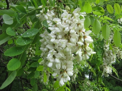 Ceea ce este remarcabil de plante de salcam și dacă un astfel de lucru este, salcam (e) Ceea ce este remarcabil de plante de salcam și dacă există un astfel de lucru, Acacia