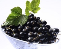 coacăze negre (coacăze) mur