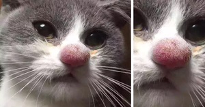 Ce se întâmplă dacă nasul sau laba o albină sau viespe musca pisica lui