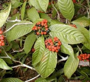 Care este ayahuasca (a) Ce este ayahuasca
