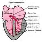 Ce este un bloc de ramură (bloc de ramură) Care este pachetul His