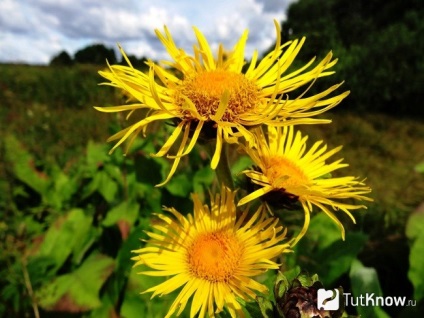 Inula elecampane sau de plantare, cultivare, îngrijire