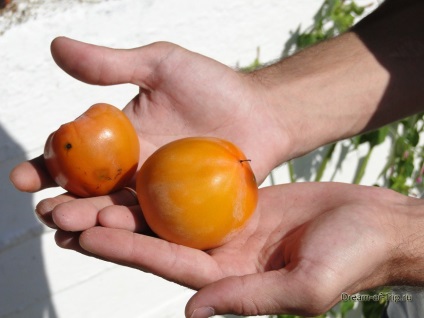 Alimente în Creta (Creta Taverna Taverna Creta) Alimente în Creta