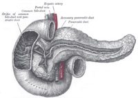 Vater papilă - a (papila duodenal major) Vater papila - este