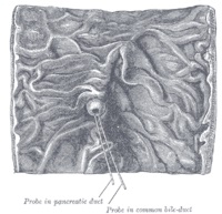 Papilei Vater - ea (papila) Vater papila - este