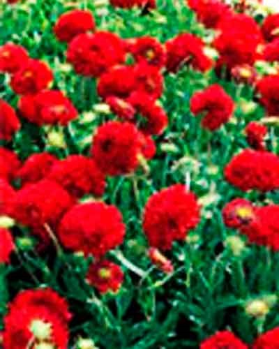 Gaillardia anual (Aya Cape) Gaillardia anual