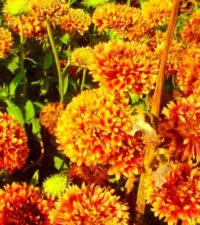 Gaillardia anual (Aya Cape) Gaillardia anual