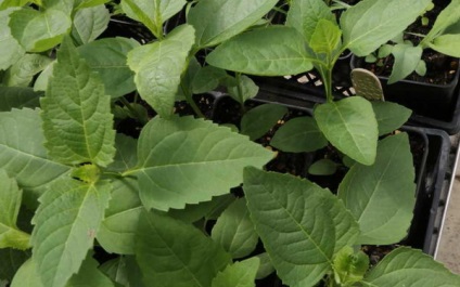 plantare HELIOPSIS și îngrijire clasele foto HELIOPSIS cultivare pe termen lung a semințelor (foto) plantare și îngrijire HELIOPSIS note Foto HELIOPSIS ani de creștere din semințe