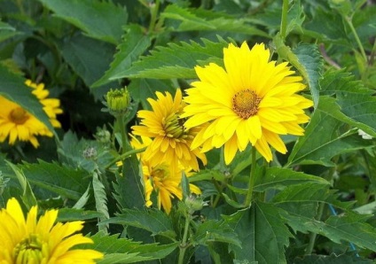 plantare și îngrijire HELIOPSIS note Foto HELIOPSIS ani de creștere din semințe (de plantare) plantare și îngrijire HELIOPSIS note Foto HELIOPSIS ani de creștere din semințe