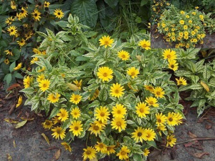 plantare și îngrijire HELIOPSIS note Foto HELIOPSIS ani de creștere din semințe (HELIOPSIS) plantare și îngrijire HELIOPSIS note Foto HELIOPSIS ani de creștere din semințe