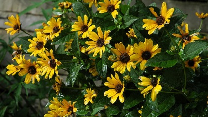 plantare și îngrijire HELIOPSIS note Foto HELIOPSIS ani de creștere din semințe (de îngrijire) plantare și îngrijire HELIOPSIS note Foto HELIOPSIS ani de creștere din semințe