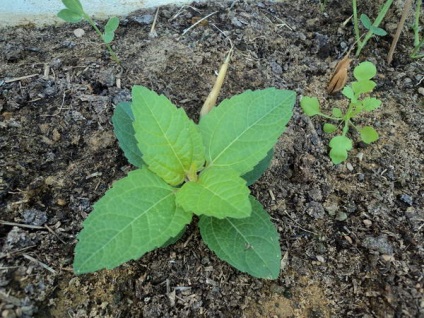 plantare și îngrijire HELIOPSIS note Foto HELIOPSIS ani de creștere din semințe (de plantare) plantare și îngrijire HELIOPSIS note Foto HELIOPSIS ani de creștere din semințe