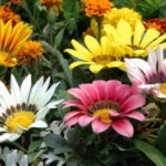 plantare și îngrijire HELIOPSIS note Foto HELIOPSIS ani de creștere din semințe (de plantare) plantare și îngrijire HELIOPSIS note Foto HELIOPSIS ani de creștere din semințe