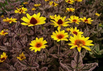 plantare și îngrijire HELIOPSIS note Foto HELIOPSIS ani de creștere din semințe (de îngrijire) plantare și îngrijire HELIOPSIS note Foto HELIOPSIS ani de creștere din semințe