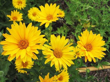 plantare și îngrijire HELIOPSIS note Foto HELIOPSIS ani de creștere din semințe (HELIOPSIS) plantare și îngrijire HELIOPSIS note Foto HELIOPSIS ani de creștere din semințe
